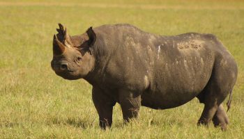 6-Day Season for the Calving of Wildebeest in Ndutu Area