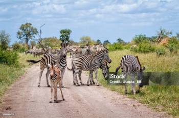 2night 3days Serengeti and Ngoro Ngoro Crater