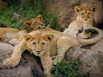 03Days-The Best Of Ngorongoro Crater And Tarangire Tour