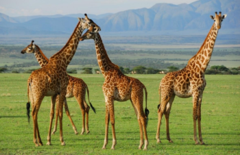 08-Days Tanzania Safari And Zanzibar Escape Tour
