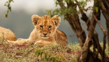 Nairobi To The Beach-2 Parks Safari Nairobi-Tsavo West-Tsavo East-Mombasa Beach Safari - 3 Days