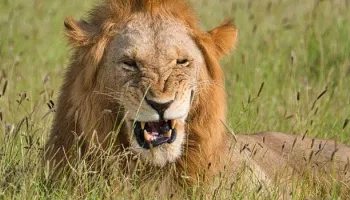 Nairobi To Kenya Beach - 2 National Parks Safari Tour