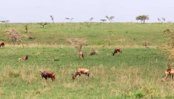 3 Day Masai Mara Private Safari Adventure In 4×4 Jeep Tour