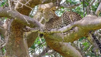 5D 4N Tarangire - Serengeti - Ngorongor - Oldvai Gorge - Lake Manyara Tour
