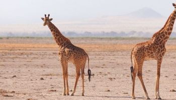 6Days - 5Nights Mamba Experience Tour