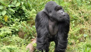 2 Days Of Gorilla Trekking In Rwanda Tour