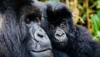4 Days - 3 Nights Gorilla Trekking - Rwanda Tour
