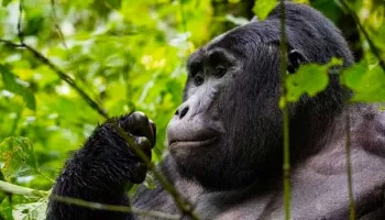 5 Days - 4 Nights Uganda Gorilla Trekking Tour