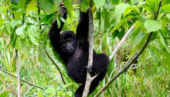 7 Days - 6 Nights Uganda Gorilla And Game Safari Tour