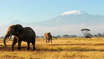 5 Day Masai Mara Safari - Masai Mara Game Reserve - Amboseli National Park Tour