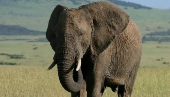 A Full Week To Explore Kenya - Tanzania By 4x4 Land Cruiser Jeep Amboseli-Lake Manyara-Serengeti-Ngo