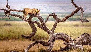 8 Day Kenya - Tanzania Discovery Safari Come Explore 5 Parks And World-Famous Sites