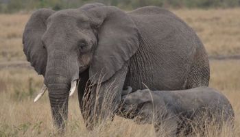 World Of Variety - 9 Day Safari Adventure By 4x4 Land Cruiser Jeep You’ll See 5 Famous Parks - Res