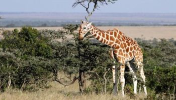 For 12 Days - The Best Of Kenya - Tanzania Safari Experience The Wonder Of 8 Extraordinary Parks