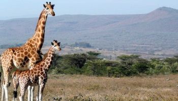 3-Day Beach To Beach Safari - 2 National Parks Tour