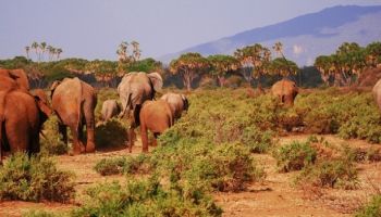 8 Days Kenya Safari Holiday Package