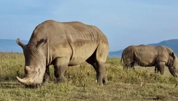 7 Days Nairobi - Masai Mara - Lake Nakuru Safari Package