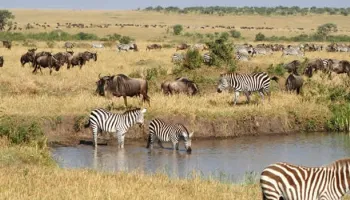 8 Days Nairobi - Amboseli - Lake Naivasha - Masai Mara Safari Package