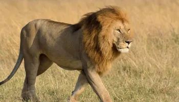 8 Days 7 Nights Kenya Safaris Tour