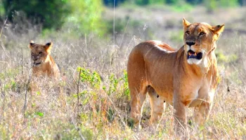 6Days 5Nights Kenya Safaris Tour