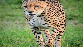 3 Nights 4 Days Maasai Mara