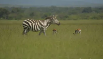 8 Days Kenya Big Five Special