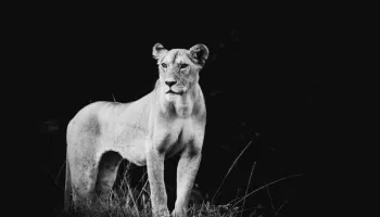 LUXURY 4 DAYS MASAI MARA SAFARI