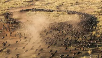 4 Days Kenya - Masai Mara Exploration Tour