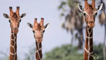 10 Days Kenya - The Complete Safari Package