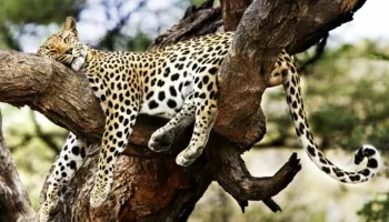 14 Days Kenya Grand Slam Of Game Drives Tour