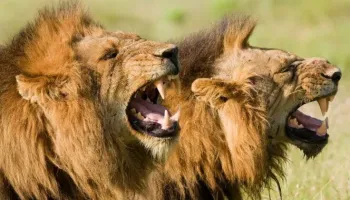 7 Days Kenya Tour From Tsavo To The Sea