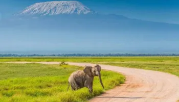 4 Days Kenya - Elephant Watching Tour