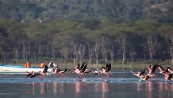 7 Days Kenya Safari In The South Tour