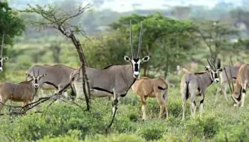 6 Days Kenya Samburu And More Tour