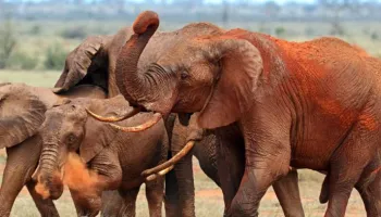 9 Days Kenya Safari Adventure - Beach Relaxation Tour