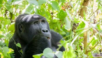 5 Days Uganda - Gorilla Galore Tour