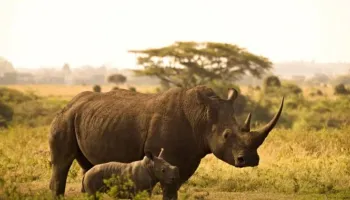 10 Days Uganda - Safari Among Rhinos - Forests And Lakes Tour