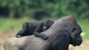 6 Days Uganda - Wildlife Safari - Gorilla Trekking Tour