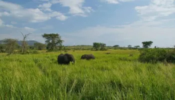 16 Days Safari - All Pearls Of Uganda Tour