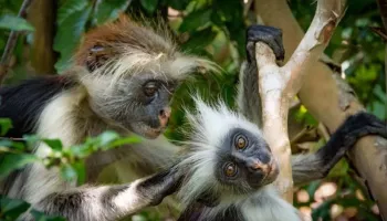 7 Days Uganda - The Perfect Family Safari Tour