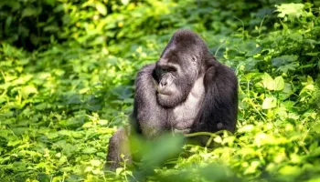 14 Days Uganda - Savannah - Primates Trekking And Nile Adventures Tour
