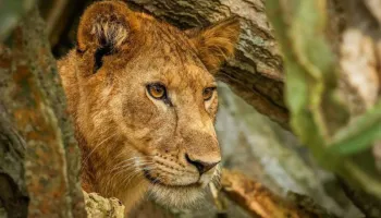 6 Days Uganda - Jungle And Safari Tour