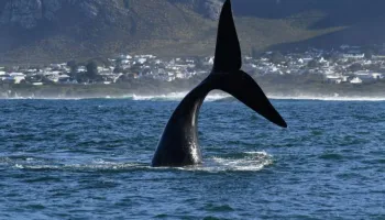 6 Days South Africa - Cape Town - Whales And Wines Tour