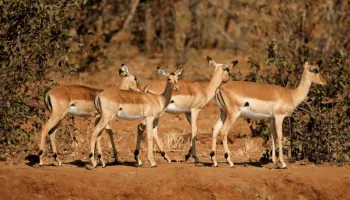 18 Days South Africa - Circling The North With Kruger - Beach Tour