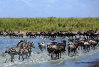 7-Day Tanzania Calving Season Safar