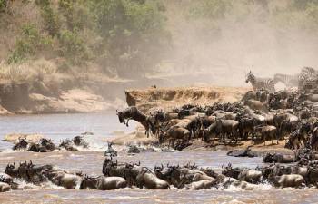 7-Day Great Migration Safari