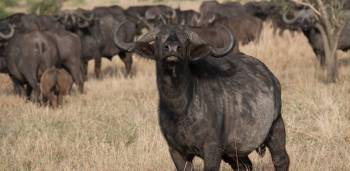 4-Tanzania Big Five Safari – Tarangire, Serengeti & Ngorongoro