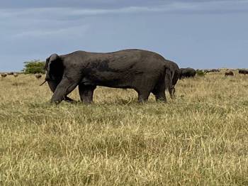 5 Days Tanzania Cultural & Wildlife Safari