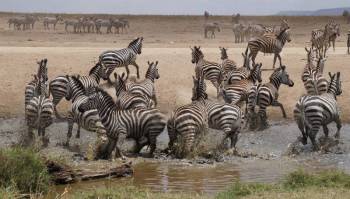 2 Days Tanzania Safari – Tarangire & Ngorongoro Crater