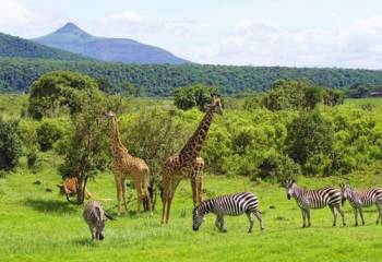 4‑Day Luxury Family Safari Itinerary (Southern Tanzania)